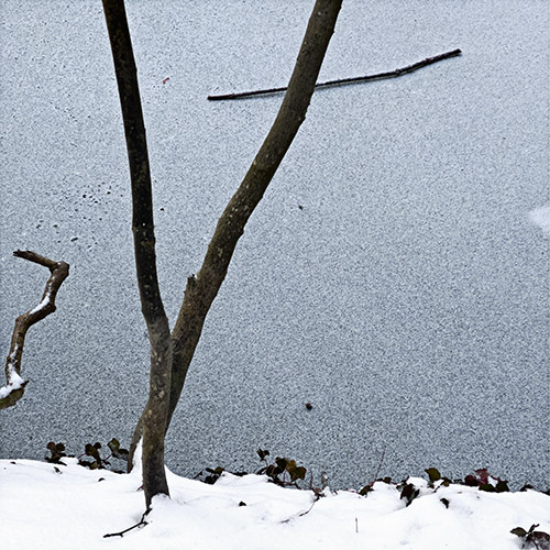 Waldpark IV  2024 