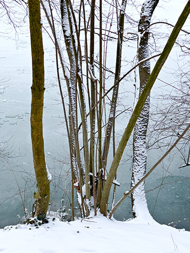 Waldpark V  2024 